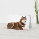 Search for siberian cards Cute dog