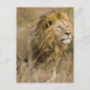 Search for lion predator postcards Africa
