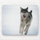 Search for grey wolf mouse mats Nature