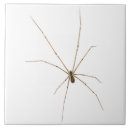 Search for creepy tiles Arachnid