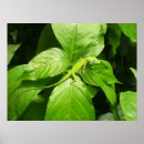 Search for geckos posters Reptile