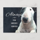 Search for canines photocards Pet