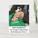 Search for calico cat cards Red