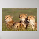 Search for acinonyx art Animal