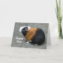Search for pig thank you cards Cavy