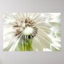 Search for purebred posters Dandelion