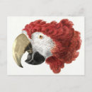 Search for macaws horizontal postcards Parakeet