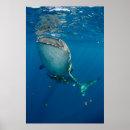 Search for whale shark posters Danita delimont