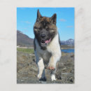 Search for akitas postcards Puppies