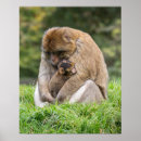 Search for macaque posters Primate