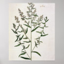 Search for blackwells posters Flowers