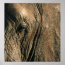 Search for elephant photos posters Close up