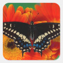 Search for black swallowtail butterfly stickers Yellow