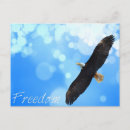 Search for eagle sky postcards Freedom