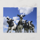 Search for bug postcards Outdoors