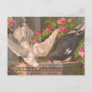 Search for dove Pink roses
