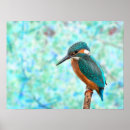 Search for kingfish posters Blue