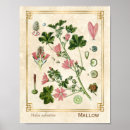 Search for mallow posters Flower