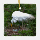 Search for egg photography Nest
