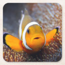 Search for tropical reef coasters Blue