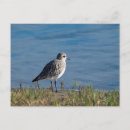 Search for plover postcards Wildlife