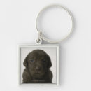 Search for one shot key rings Vertical