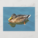 Search for park ducks postcards Mallard