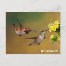Search for bird watcher horizontal postcards Ornithology