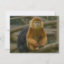 Search for nosed postcards Primate