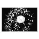 Search for black and white dandelion art Abstract