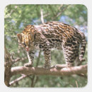 Search for amazon stickers Animal