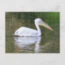 Search for flight feather postcards Wildlife