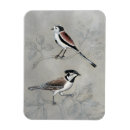 Search for silver rectangular magnets Bird