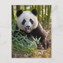 Search for jim postcards Jaynes gallery
