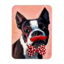 Search for moustached magnets Boston terrier
