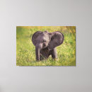 Search for kenya canvas prints African elephant