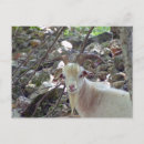 Search for billy goat postcards Animal