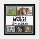 Search for owner magnets Beagle