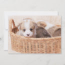 Search for tiny cards Queen's dog