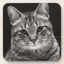 Search for 2015 barware Kitten