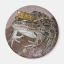 Search for frog prince magnets Toad