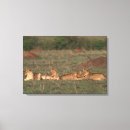 Search for siblings canvas prints Animal