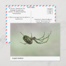 Search for macro horizontal postcards Spider