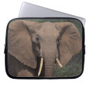 Search for herbivore cases Nature
