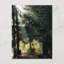 Search for redwoods Photography
