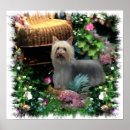 Search for silky art Dog