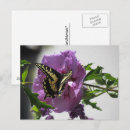 Search for butterfly garden postcards Black