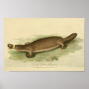 Search for platypus art Mammal