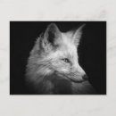 Search for fox face postcards Animal