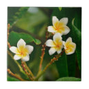Search for frangipani tiles Plumeria